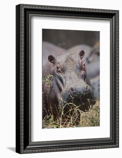 Hippopotamus (Hippopotamus amphibius), Serengeti National Park, Tanzania, East Africa, Africa-Ashley Morgan-Framed Photographic Print