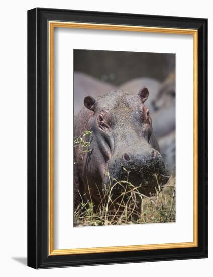 Hippopotamus (Hippopotamus amphibius), Serengeti National Park, Tanzania, East Africa, Africa-Ashley Morgan-Framed Photographic Print