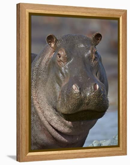 Hippopotamus (Hippopotamus Amphibius), Serengeti National Park, Tanzania-James Hager-Framed Premier Image Canvas