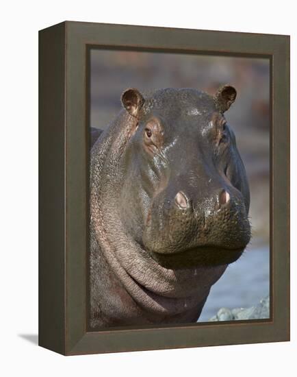 Hippopotamus (Hippopotamus Amphibius), Serengeti National Park, Tanzania-James Hager-Framed Premier Image Canvas