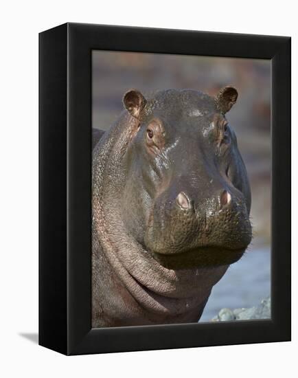 Hippopotamus (Hippopotamus Amphibius), Serengeti National Park, Tanzania-James Hager-Framed Premier Image Canvas