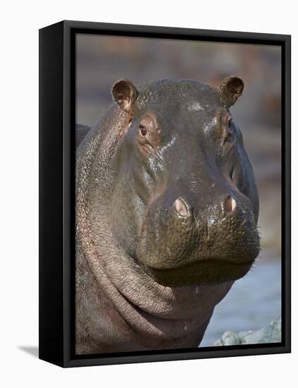 Hippopotamus (Hippopotamus Amphibius), Serengeti National Park, Tanzania-James Hager-Framed Premier Image Canvas