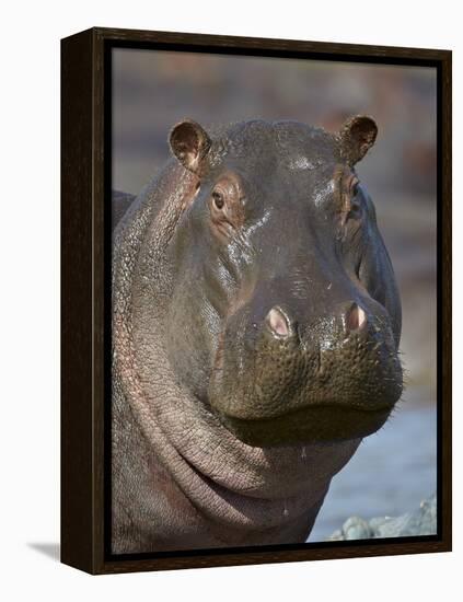 Hippopotamus (Hippopotamus Amphibius), Serengeti National Park, Tanzania-James Hager-Framed Premier Image Canvas