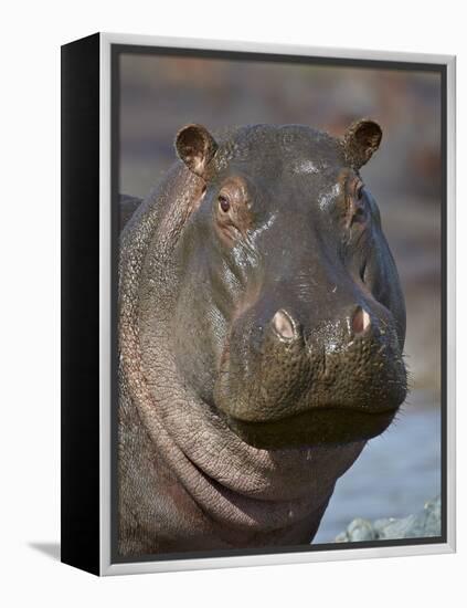 Hippopotamus (Hippopotamus Amphibius), Serengeti National Park, Tanzania-James Hager-Framed Premier Image Canvas