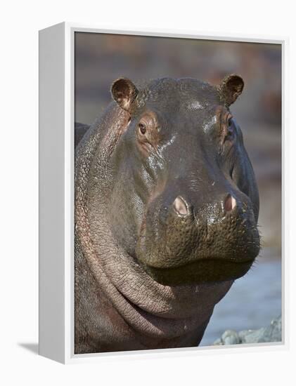 Hippopotamus (Hippopotamus Amphibius), Serengeti National Park, Tanzania-James Hager-Framed Premier Image Canvas