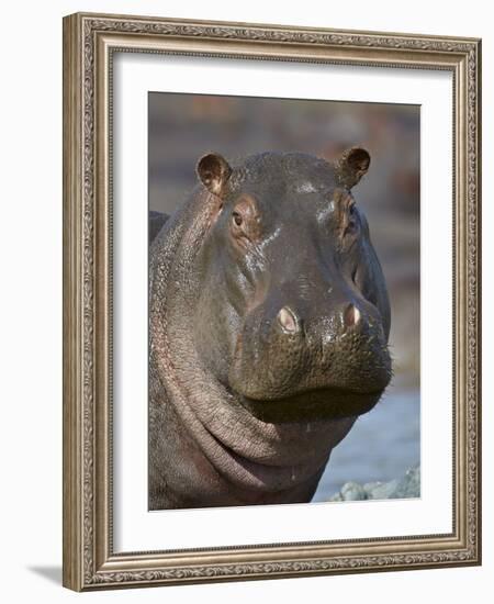 Hippopotamus (Hippopotamus Amphibius), Serengeti National Park, Tanzania-James Hager-Framed Photographic Print