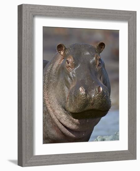 Hippopotamus (Hippopotamus Amphibius), Serengeti National Park, Tanzania-James Hager-Framed Photographic Print