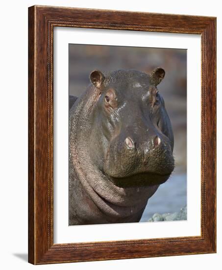 Hippopotamus (Hippopotamus Amphibius), Serengeti National Park, Tanzania-James Hager-Framed Photographic Print