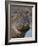 Hippopotamus (Hippopotamus Amphibius), Serengeti National Park, Tanzania-James Hager-Framed Photographic Print