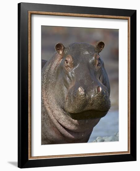 Hippopotamus (Hippopotamus Amphibius), Serengeti National Park, Tanzania-James Hager-Framed Photographic Print