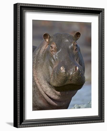 Hippopotamus (Hippopotamus Amphibius), Serengeti National Park, Tanzania-James Hager-Framed Photographic Print