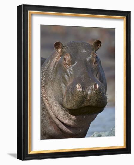 Hippopotamus (Hippopotamus Amphibius), Serengeti National Park, Tanzania-James Hager-Framed Photographic Print