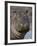 Hippopotamus (Hippopotamus Amphibius), Serengeti National Park, Tanzania-James Hager-Framed Photographic Print