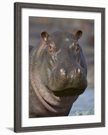 Hippopotamus (Hippopotamus Amphibius), Serengeti National Park, Tanzania-James Hager-Framed Photographic Print