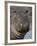 Hippopotamus (Hippopotamus Amphibius), Serengeti National Park, Tanzania-James Hager-Framed Photographic Print