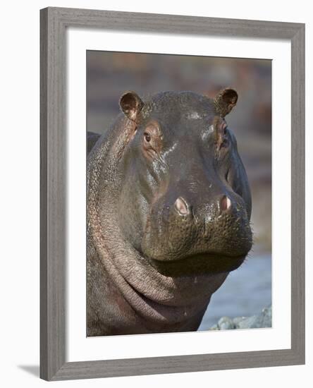 Hippopotamus (Hippopotamus Amphibius), Serengeti National Park, Tanzania-James Hager-Framed Photographic Print