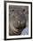 Hippopotamus (Hippopotamus Amphibius), Serengeti National Park, Tanzania-James Hager-Framed Photographic Print