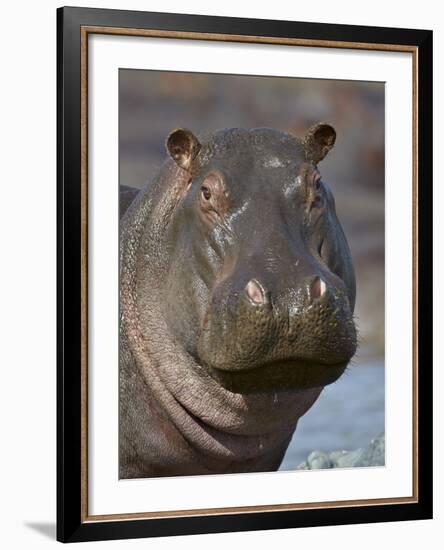 Hippopotamus (Hippopotamus Amphibius), Serengeti National Park, Tanzania-James Hager-Framed Photographic Print