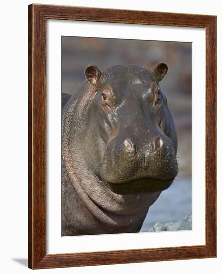 Hippopotamus (Hippopotamus Amphibius), Serengeti National Park, Tanzania-James Hager-Framed Photographic Print