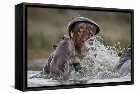 Hippopotamus (Hippopotamus amphibius) sparring, Kruger National Park, South Africa, Africa-James Hager-Framed Premier Image Canvas