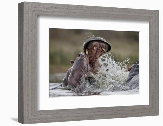 Hippopotamus (Hippopotamus amphibius) sparring, Kruger National Park, South Africa, Africa-James Hager-Framed Photographic Print