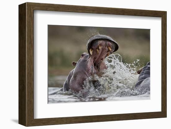 Hippopotamus (Hippopotamus amphibius) sparring, Kruger National Park, South Africa, Africa-James Hager-Framed Photographic Print