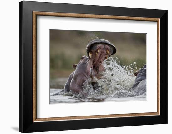 Hippopotamus (Hippopotamus amphibius) sparring, Kruger National Park, South Africa, Africa-James Hager-Framed Photographic Print