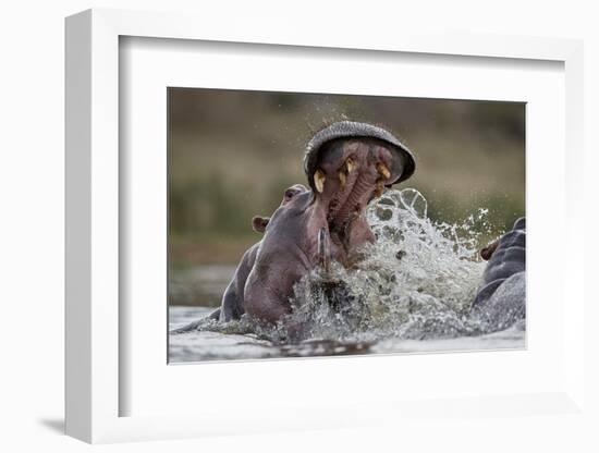 Hippopotamus (Hippopotamus amphibius) sparring, Kruger National Park, South Africa, Africa-James Hager-Framed Photographic Print