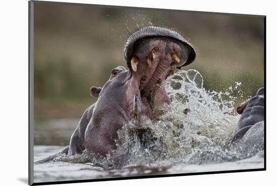 Hippopotamus (Hippopotamus amphibius) sparring, Kruger National Park, South Africa, Africa-James Hager-Mounted Photographic Print