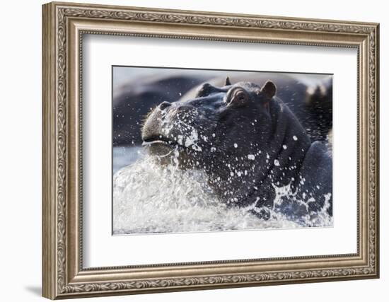 Hippopotamus (Hippopotamus amphibius) splashing, Chobe River, Botswana, Africa-Ann and Steve Toon-Framed Photographic Print