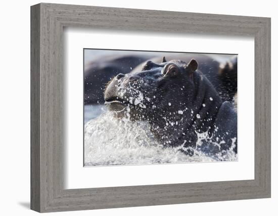 Hippopotamus (Hippopotamus amphibius) splashing, Chobe River, Botswana, Africa-Ann and Steve Toon-Framed Photographic Print