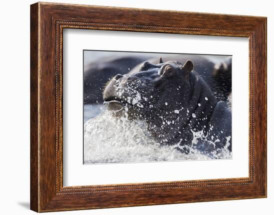 Hippopotamus (Hippopotamus amphibius) splashing, Chobe River, Botswana, Africa-Ann and Steve Toon-Framed Photographic Print