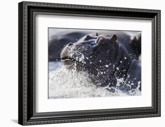 Hippopotamus (Hippopotamus amphibius) splashing, Chobe River, Botswana, Africa-Ann and Steve Toon-Framed Photographic Print