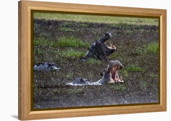 Hippopotamus (Hippopotamus amphibius) threat-yawning in the Khwai River under the rain, Khwai Conce-Sergio Pitamitz-Framed Premier Image Canvas