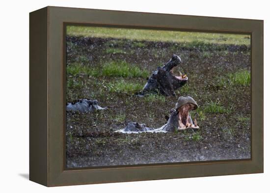 Hippopotamus (Hippopotamus amphibius) threat-yawning in the Khwai River under the rain, Khwai Conce-Sergio Pitamitz-Framed Premier Image Canvas