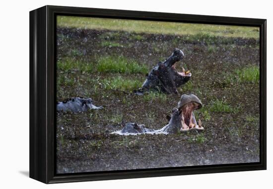 Hippopotamus (Hippopotamus amphibius) threat-yawning in the Khwai River under the rain, Khwai Conce-Sergio Pitamitz-Framed Premier Image Canvas