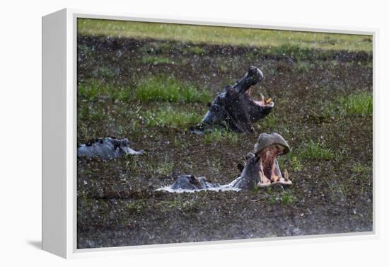 Hippopotamus (Hippopotamus amphibius) threat-yawning in the Khwai River under the rain, Khwai Conce-Sergio Pitamitz-Framed Premier Image Canvas