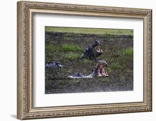 Hippopotamus (Hippopotamus amphibius) threat-yawning in the Khwai River under the rain, Khwai Conce-Sergio Pitamitz-Framed Photographic Print