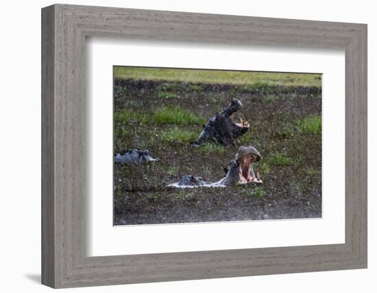 Hippopotamus (Hippopotamus amphibius) threat-yawning in the Khwai River under the rain, Khwai Conce-Sergio Pitamitz-Framed Photographic Print