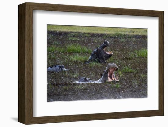 Hippopotamus (Hippopotamus amphibius) threat-yawning in the Khwai River under the rain, Khwai Conce-Sergio Pitamitz-Framed Photographic Print