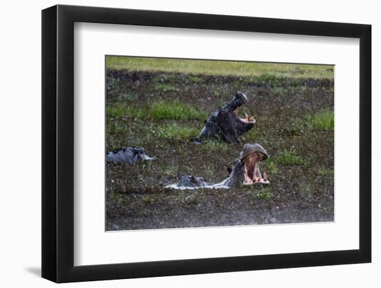 Hippopotamus (Hippopotamus amphibius) threat-yawning in the Khwai River under the rain, Khwai Conce-Sergio Pitamitz-Framed Photographic Print