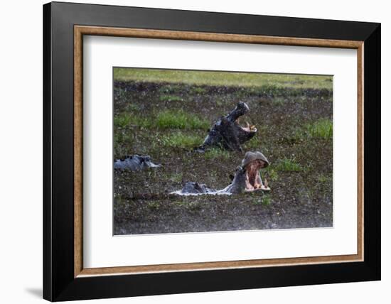 Hippopotamus (Hippopotamus amphibius) threat-yawning in the Khwai River under the rain, Khwai Conce-Sergio Pitamitz-Framed Photographic Print