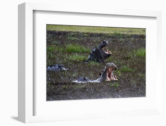 Hippopotamus (Hippopotamus amphibius) threat-yawning in the Khwai River under the rain, Khwai Conce-Sergio Pitamitz-Framed Photographic Print