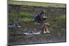 Hippopotamus (Hippopotamus amphibius) threat-yawning in the Khwai River under the rain, Khwai Conce-Sergio Pitamitz-Mounted Photographic Print