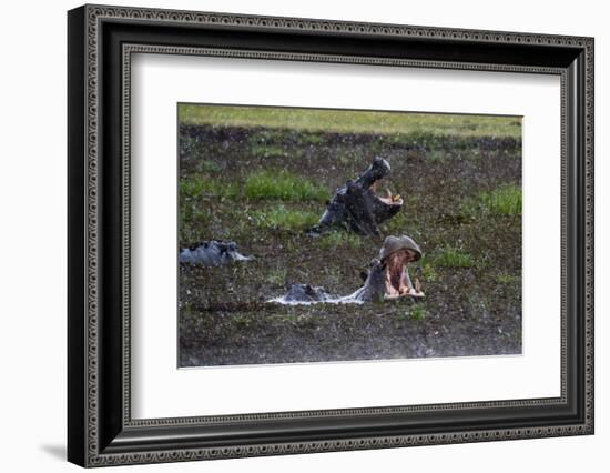 Hippopotamus (Hippopotamus amphibius) threat-yawning in the Khwai River under the rain, Khwai Conce-Sergio Pitamitz-Framed Photographic Print