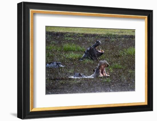 Hippopotamus (Hippopotamus amphibius) threat-yawning in the Khwai River under the rain, Khwai Conce-Sergio Pitamitz-Framed Photographic Print