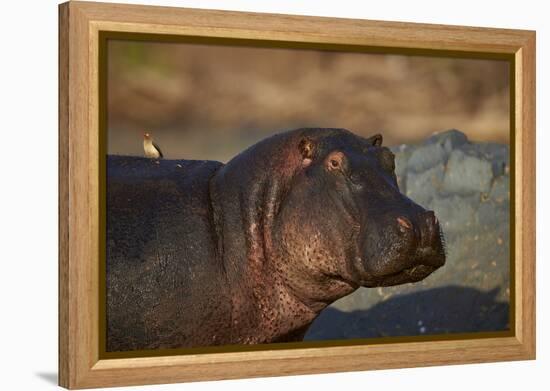 Hippopotamus (Hippopotamus Amphibius) with a Red-Billed Oxpecker (Buphagus Erythrorhynchus)-James Hager-Framed Premier Image Canvas