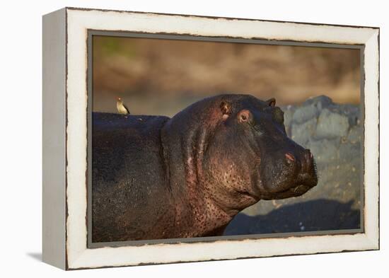 Hippopotamus (Hippopotamus Amphibius) with a Red-Billed Oxpecker (Buphagus Erythrorhynchus)-James Hager-Framed Premier Image Canvas