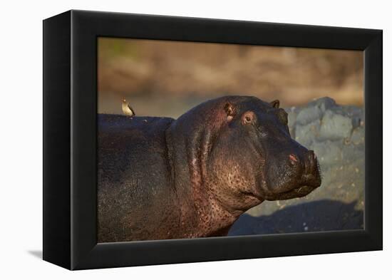 Hippopotamus (Hippopotamus Amphibius) with a Red-Billed Oxpecker (Buphagus Erythrorhynchus)-James Hager-Framed Premier Image Canvas