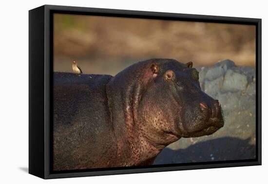 Hippopotamus (Hippopotamus Amphibius) with a Red-Billed Oxpecker (Buphagus Erythrorhynchus)-James Hager-Framed Premier Image Canvas